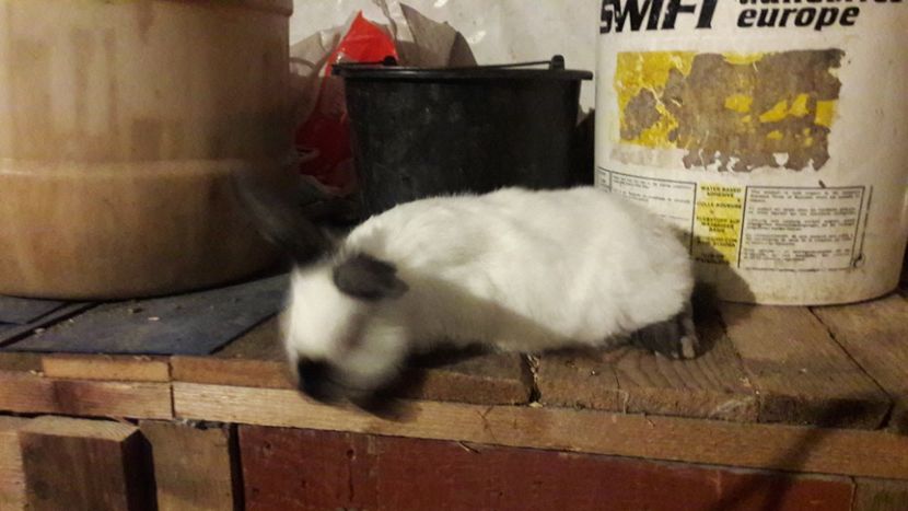  - d californieni 2019