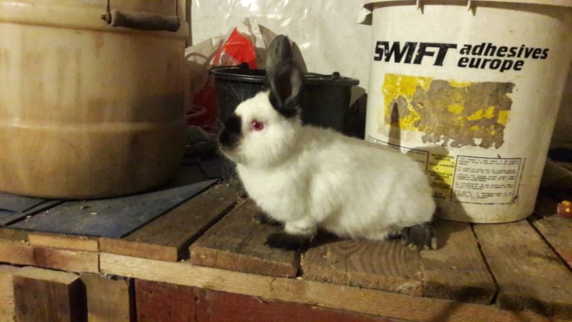  - d californieni 2019