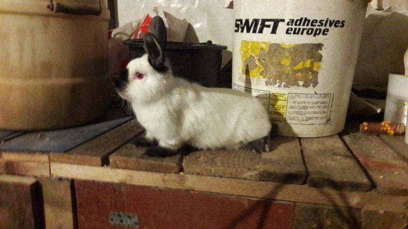  - d californieni 2019