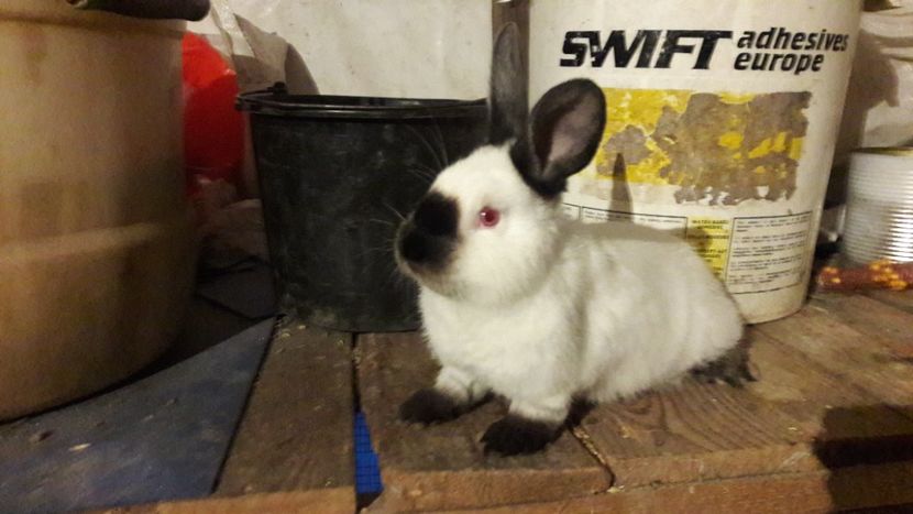  - d californieni 2019