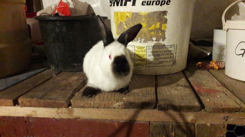  - d californieni 2019