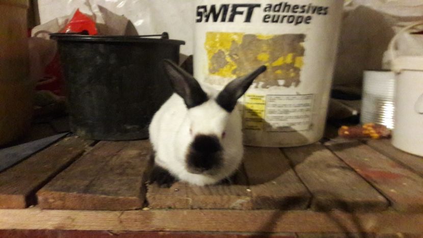  - d californieni 2019