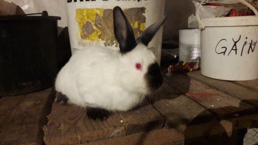  - d californieni 2019