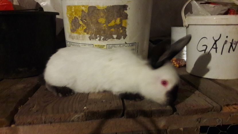  - d californieni 2019