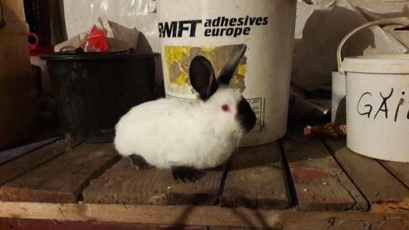  - d californieni 2019