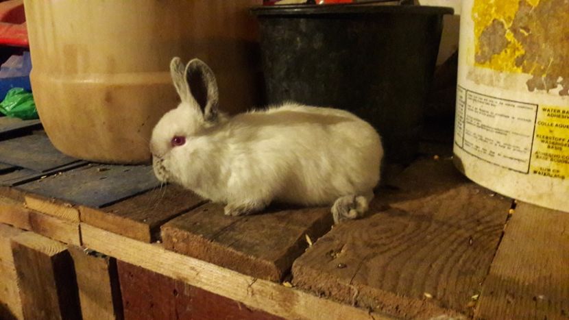  - d californieni 2019