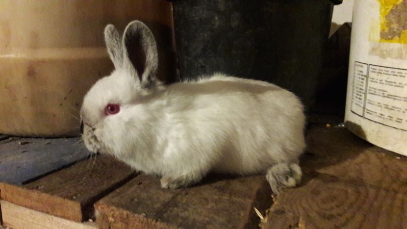  - d californieni 2019