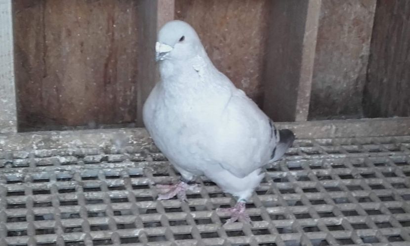 received_1584895498303477 - Masculi 2018