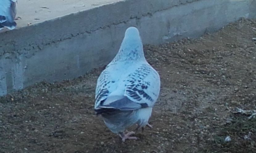  - STANDARD AZUR vrdf 2019