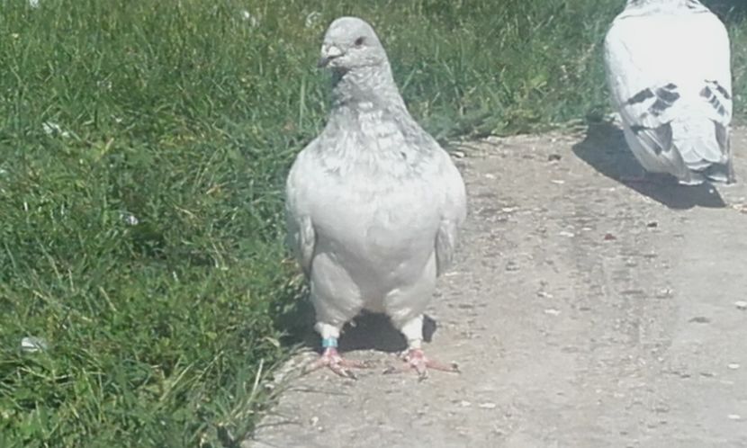  - STANDARD AZUR vrdf 2019