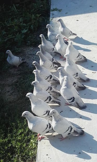  - STANDARD AZUR vrdf 2019