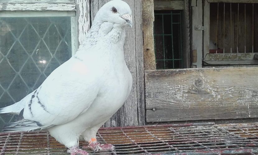 received_1584897148303312 - STANDARD AZUR vrdf 2019