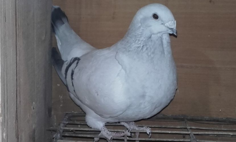 2014 Seitan - Femele