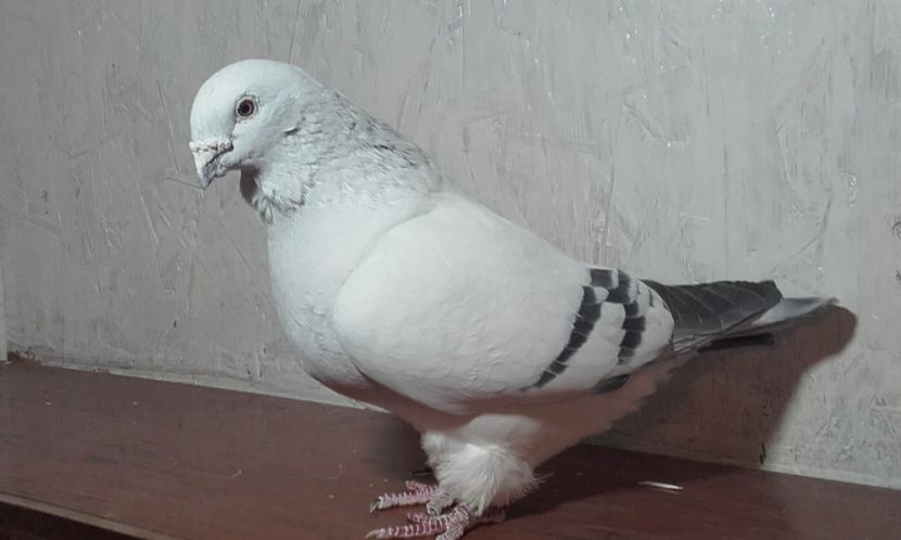 Bunicută 2012 - Femele