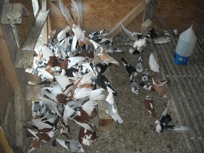  - DE PRIN PORUMBARIE