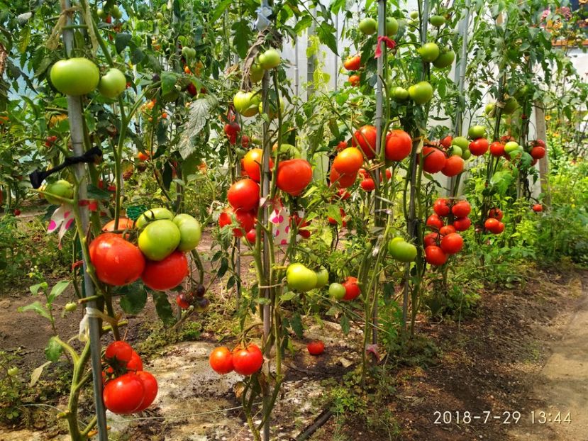 ATTIYA F1 2018 (7) - ATTYIA F1 2017-2018