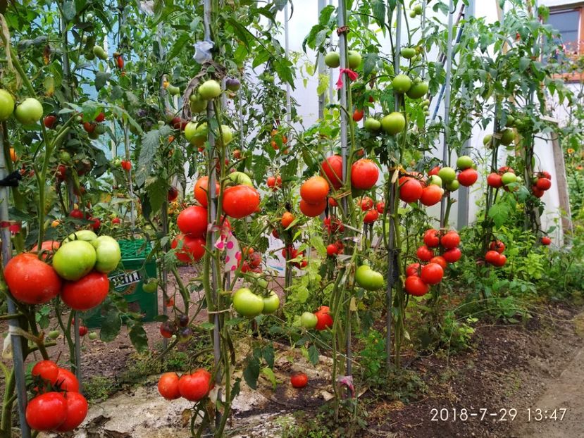 ATTIYA F1 2018 (11) - ATTYIA F1 2017-2018