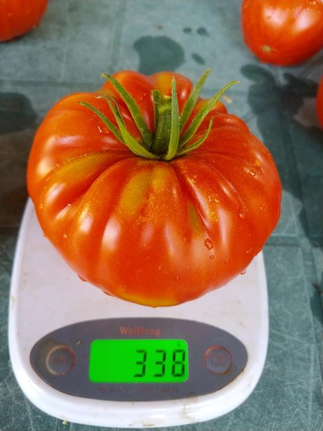 BEEFMASTER F1 2018 (1) - BEEFMASTER F1 2017-2018