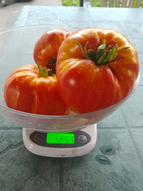 BEEFMASTER F1 2018 (3) - BEEFMASTER F1 2017-2018