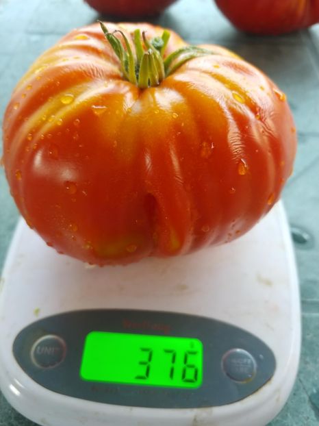 BEEFMASTER F1 2018 (6) - BEEFMASTER F1 2017-2018