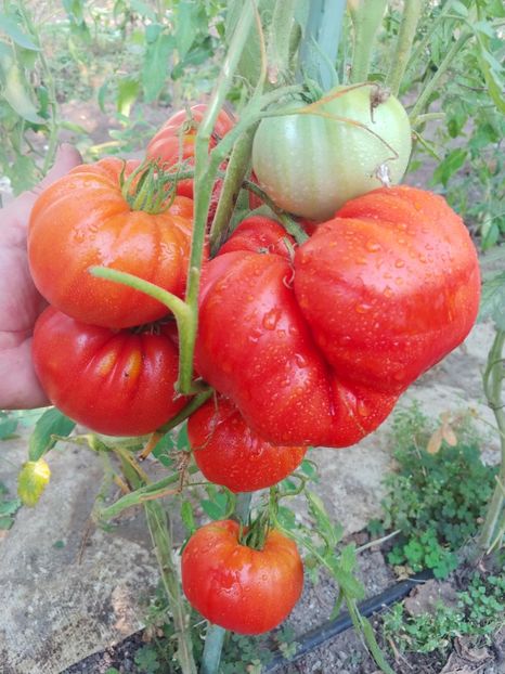 BEEFMASTER F1 2018 (8) - BEEFMASTER F1 2017-2018