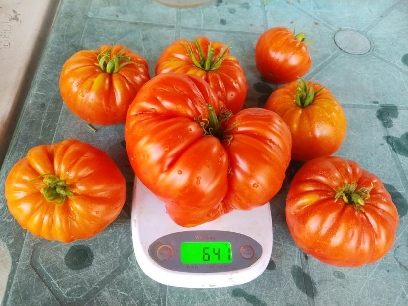 BEEFMASTER F1 2018-641 GR (1) - BEEFMASTER F1 2017-2018