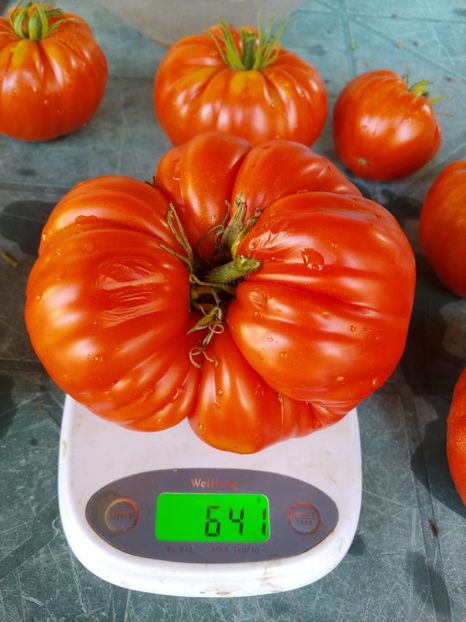 BEEFMASTER F1 2018-641 GR (2) - BEEFMASTER F1 2017-2018