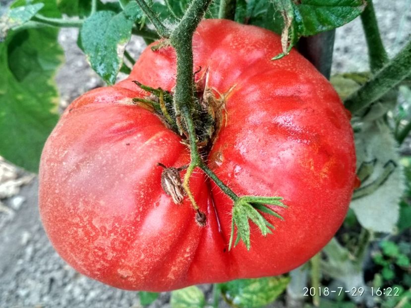 BEEFSTEAK 493 GR -2018 (1) - BEEFSTEAK 2016-2018