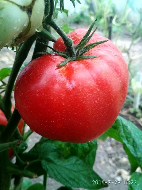 BEEFSTEAK 493 GR -2018 (3) - BEEFSTEAK 2016-2018