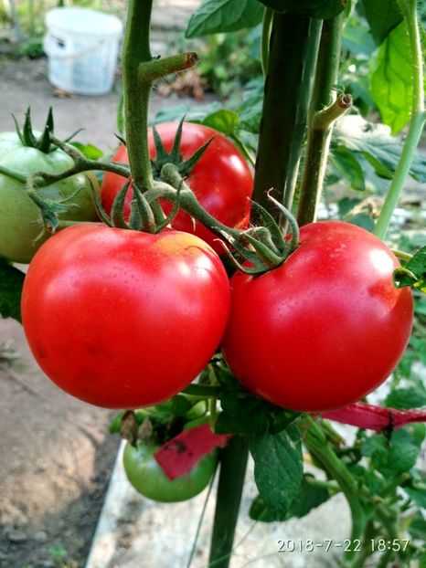 BIG BOY F1 2018 (1) - BIG BOY F1 UK 2016-2018