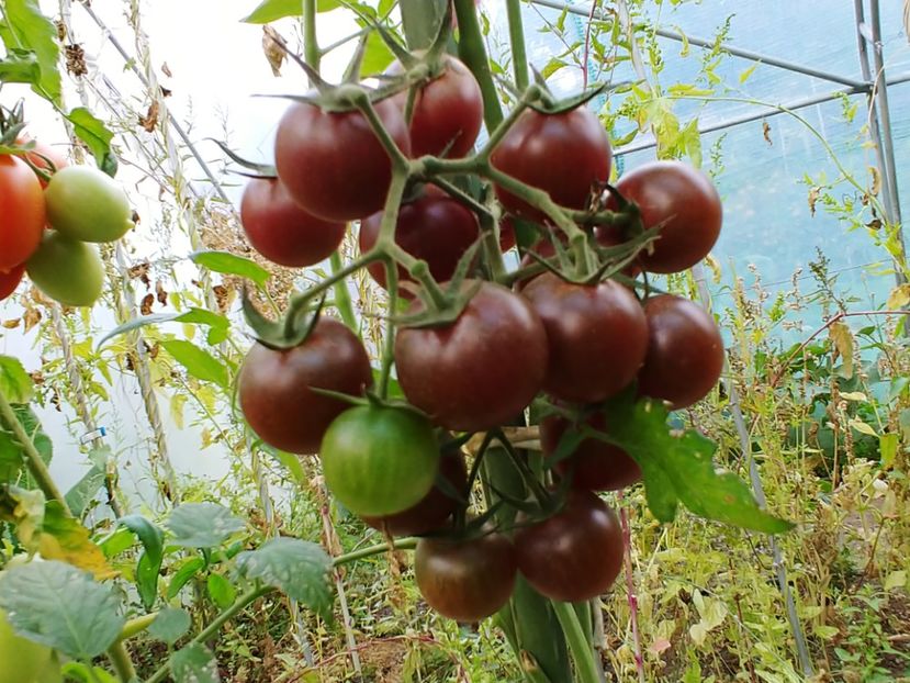 BLACK CHERRY UKR 2018 (1) - BLACK CHERRY UKR