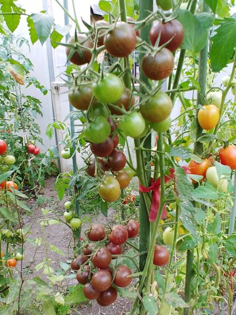 BLACK CHERRY UKR 2018 (2) - BLACK CHERRY UKR