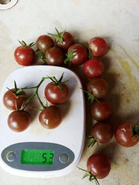 BLACK CHERRY UKR 2018 (6) - BLACK CHERRY UKR