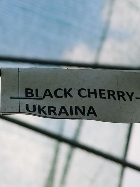 BLACK CHERRY UKR 2018 (7) - BLACK CHERRY UKR
