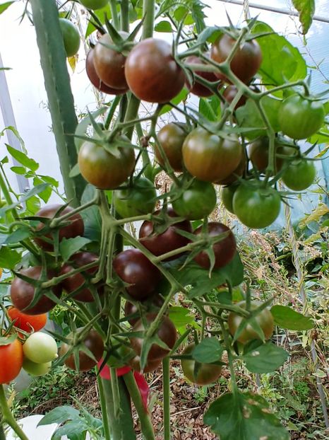 BLACK CHERRY UKR 2018 (10) - BLACK CHERRY UKR