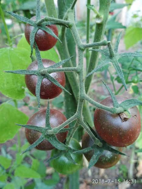 BLACK CHERRY UKR 2018 (14) - BLACK CHERRY UKR