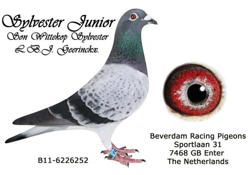 bunic dupa tata - Sylvester