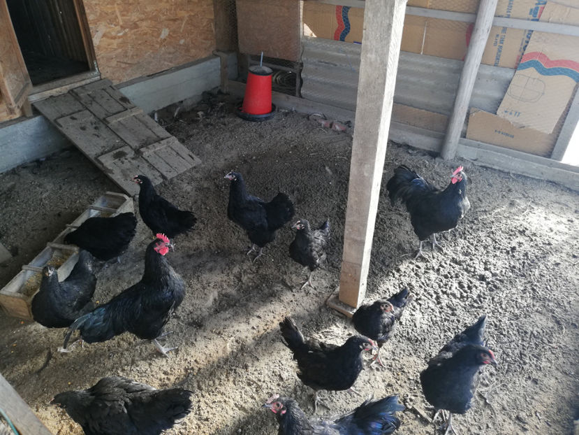 Ianuarie 2019 - Pui Australorp 2018