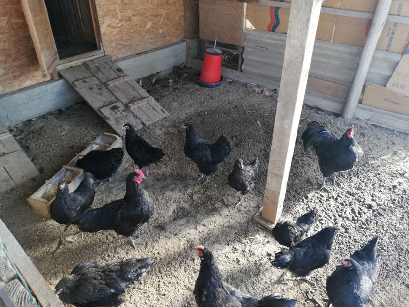 Ianuarie 2019 - Pui Australorp 2018