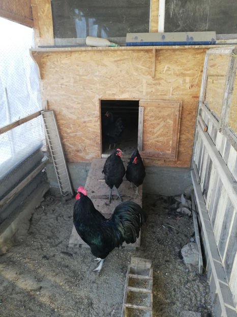 - Australorp