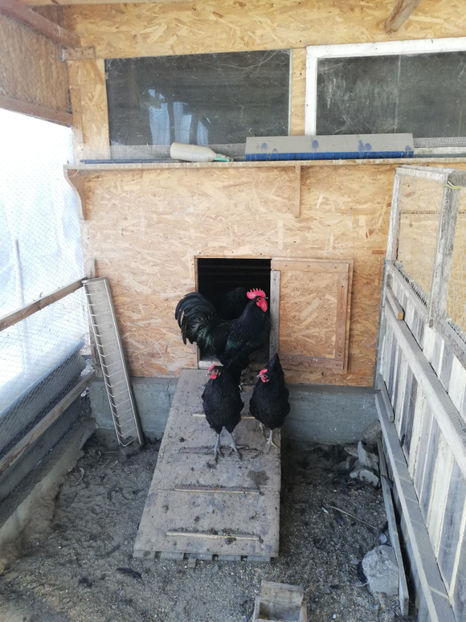  - Australorp