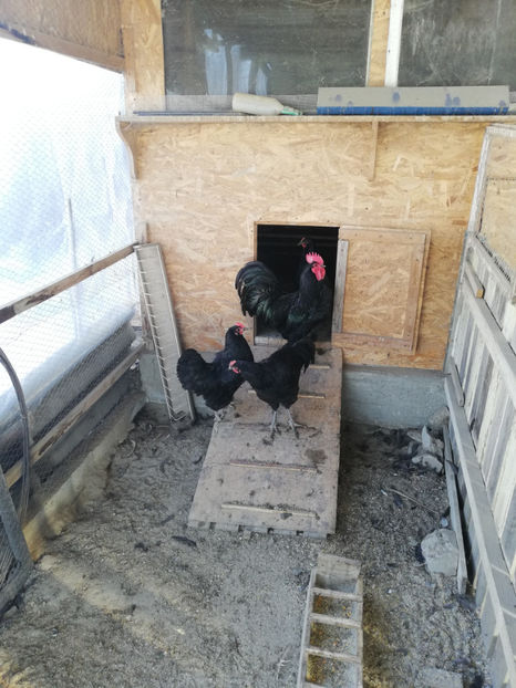  - Australorp