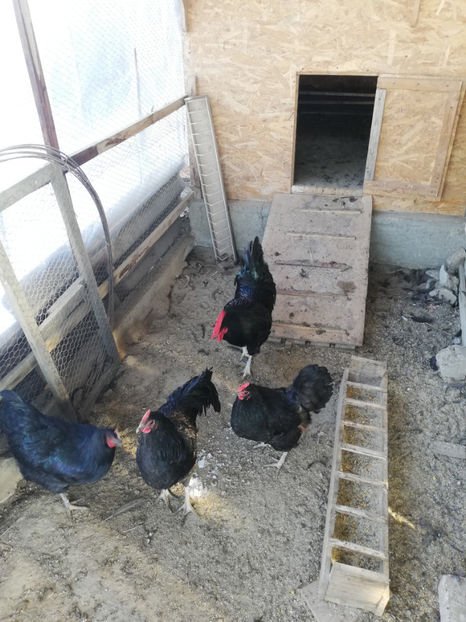  - Australorp