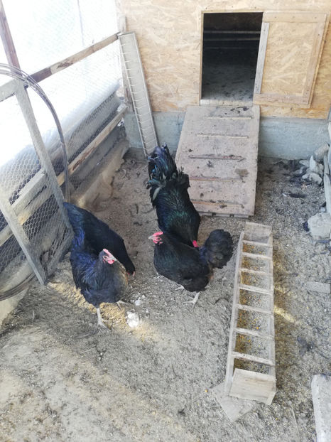  - Australorp