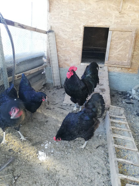 - Australorp