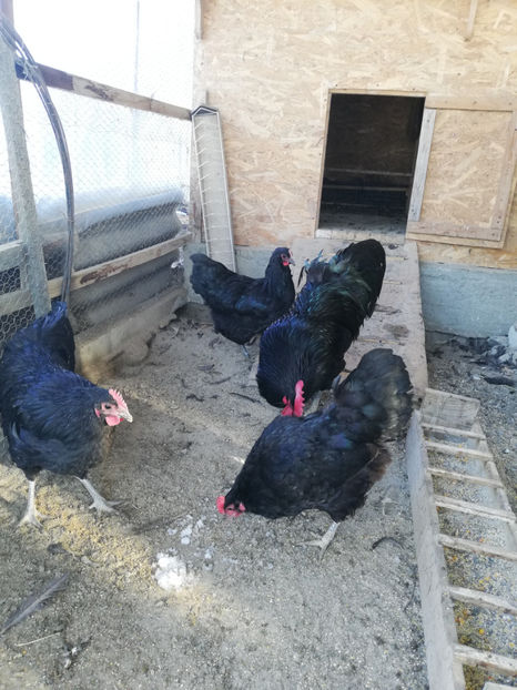  - Australorp