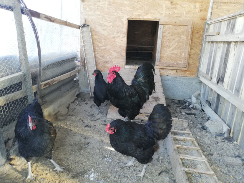  - Australorp