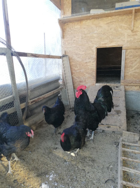  - Australorp