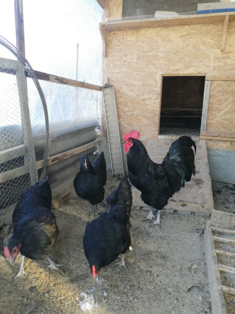  - Australorp
