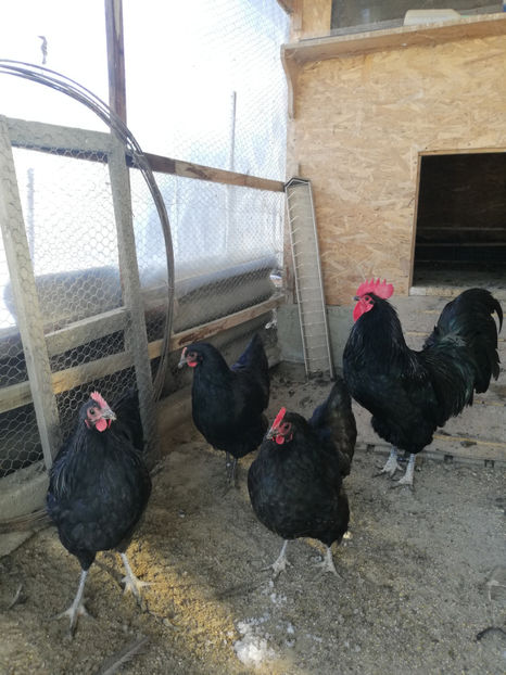  - Australorp